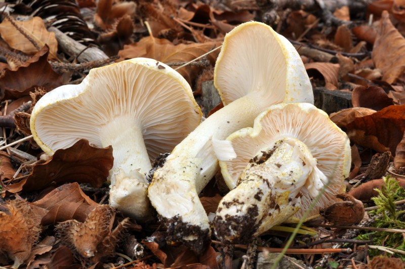 3 Hygrophorus dell''Orecchiella.